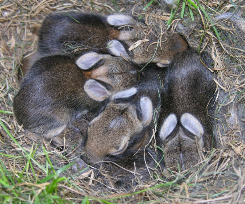 Детеныш рождается зрячим. Зайчата в гнезде. Новорожденные Зайчата в гнезде.